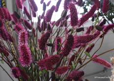 Dit is de Sanguisorba Menziesii. Een variant en aanvulling op de officinalis van Kolster, deze bloeien normaal vanaf eind juni tot augustus. Deze bloeien zeer vroeg en hebben een goed vaasleven, is dus een aanvulling op het assortiment. Sanguisorba is de laatste jaren erg populair geworden als boeketvuller en dus ook massaler aangeplant onder nederlandse kwekers